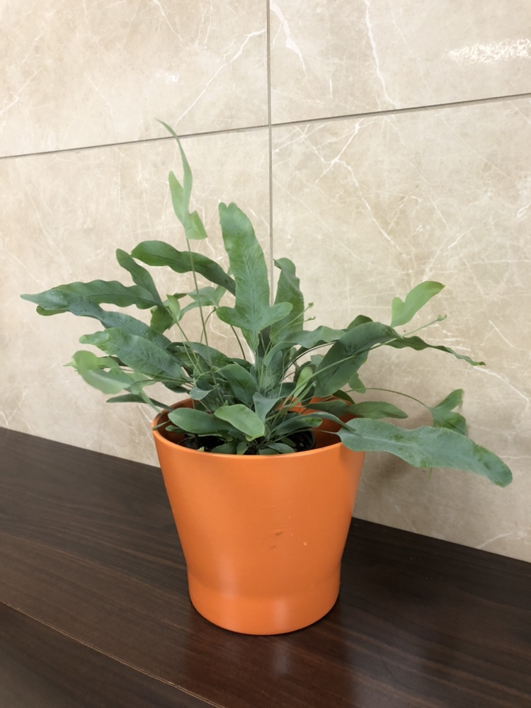 4” blue star fern with cover pot thumbnail