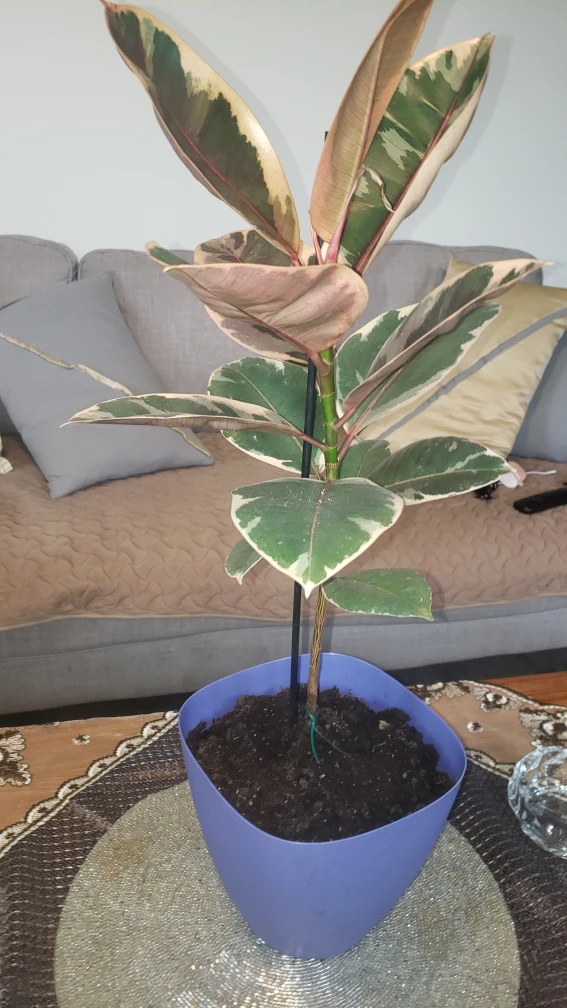 plants - photo 3