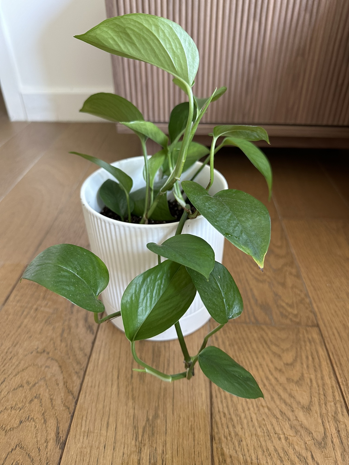 Pothos plant in 6 inch ceramic pot