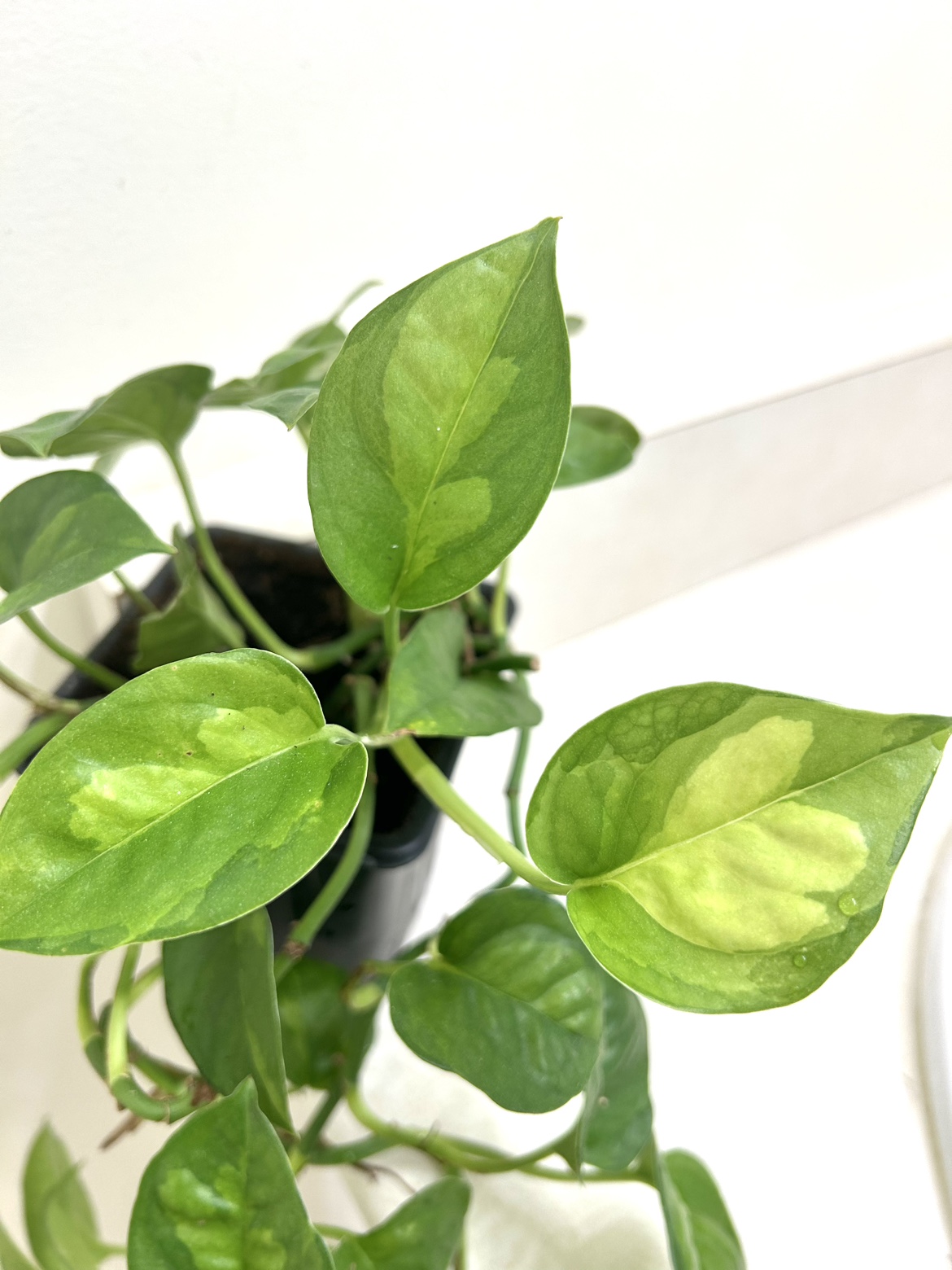 Rare Global Green Pothos - photo 3