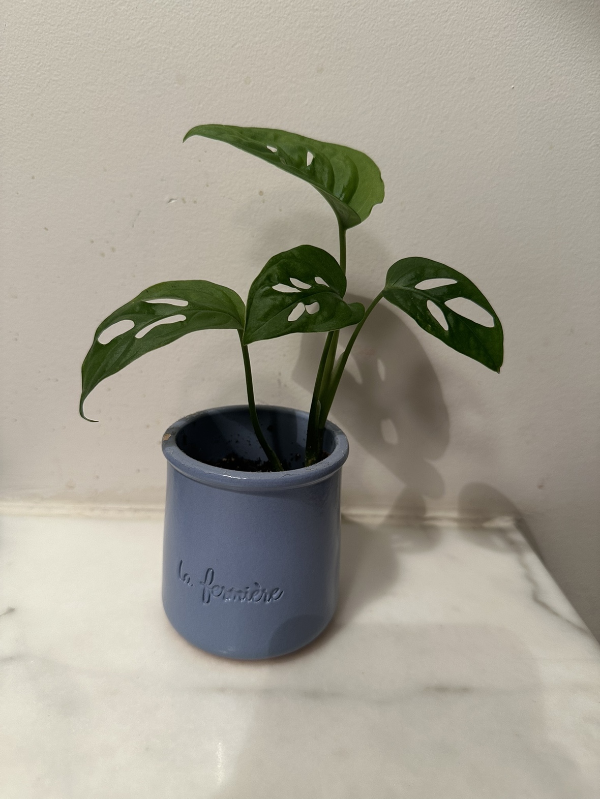 Small plant in old yogurt container 🧡