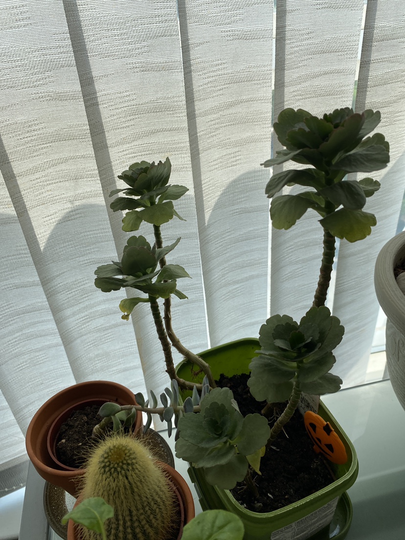 4 small plants - photo 4