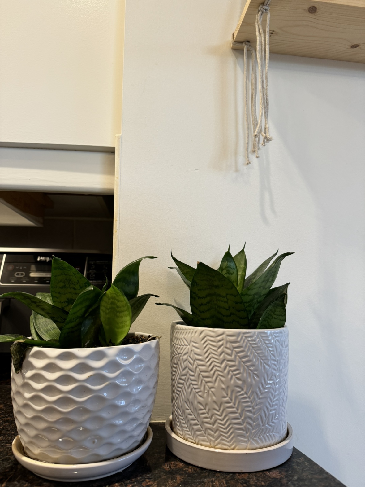 Real plants with pots - photo 2