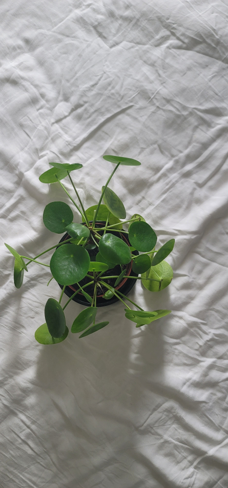 4” Pilea Plant - photo 5