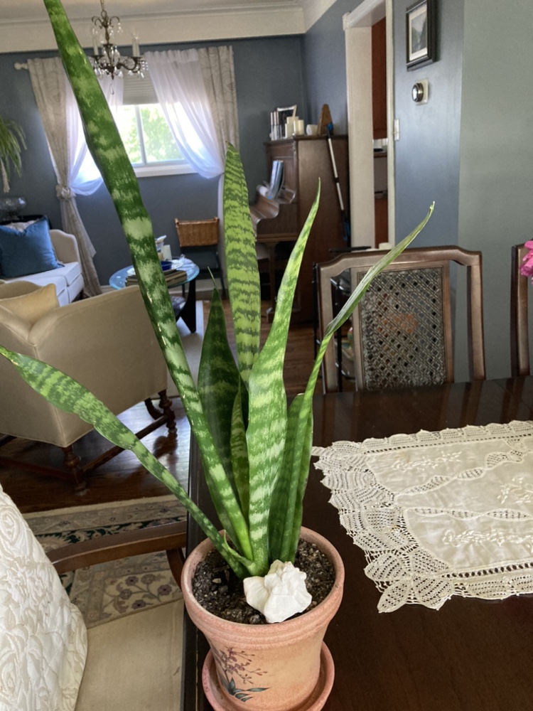 Snake plants - photo 4