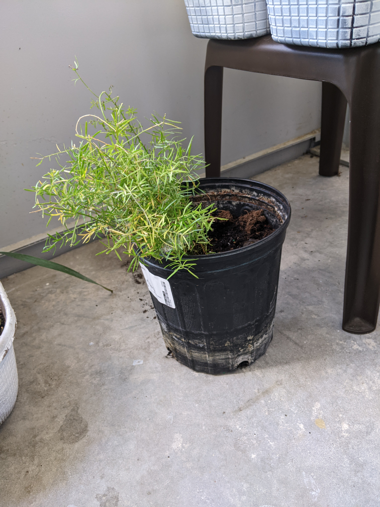 #freecycle indoor plant thumbnail
