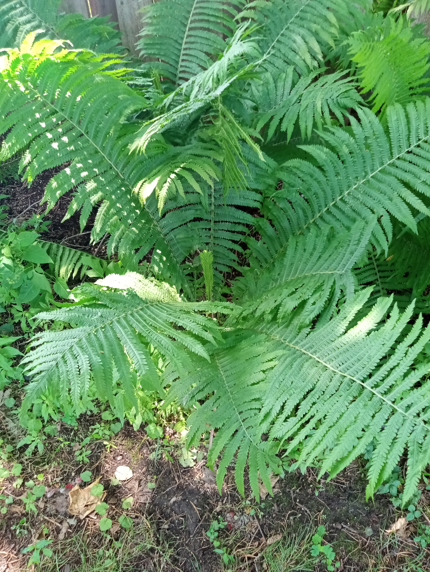 Fern