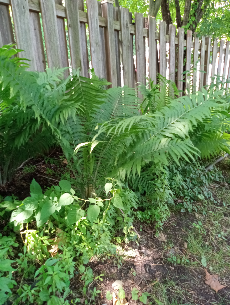 Fern - photo 2