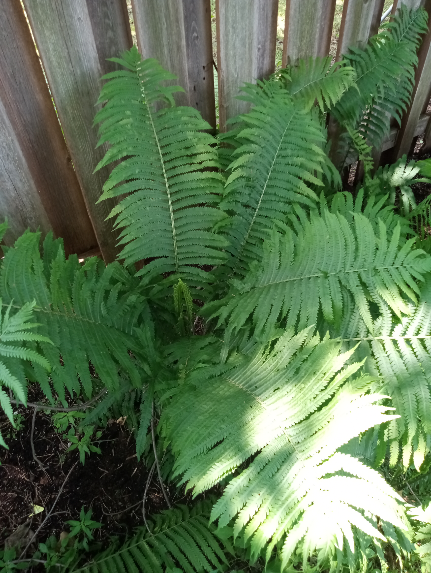Fern - photo 3