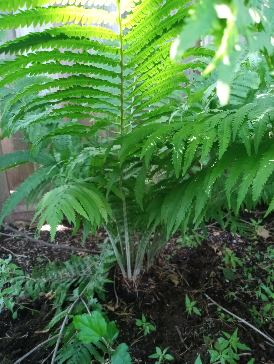 Fern - photo 4
