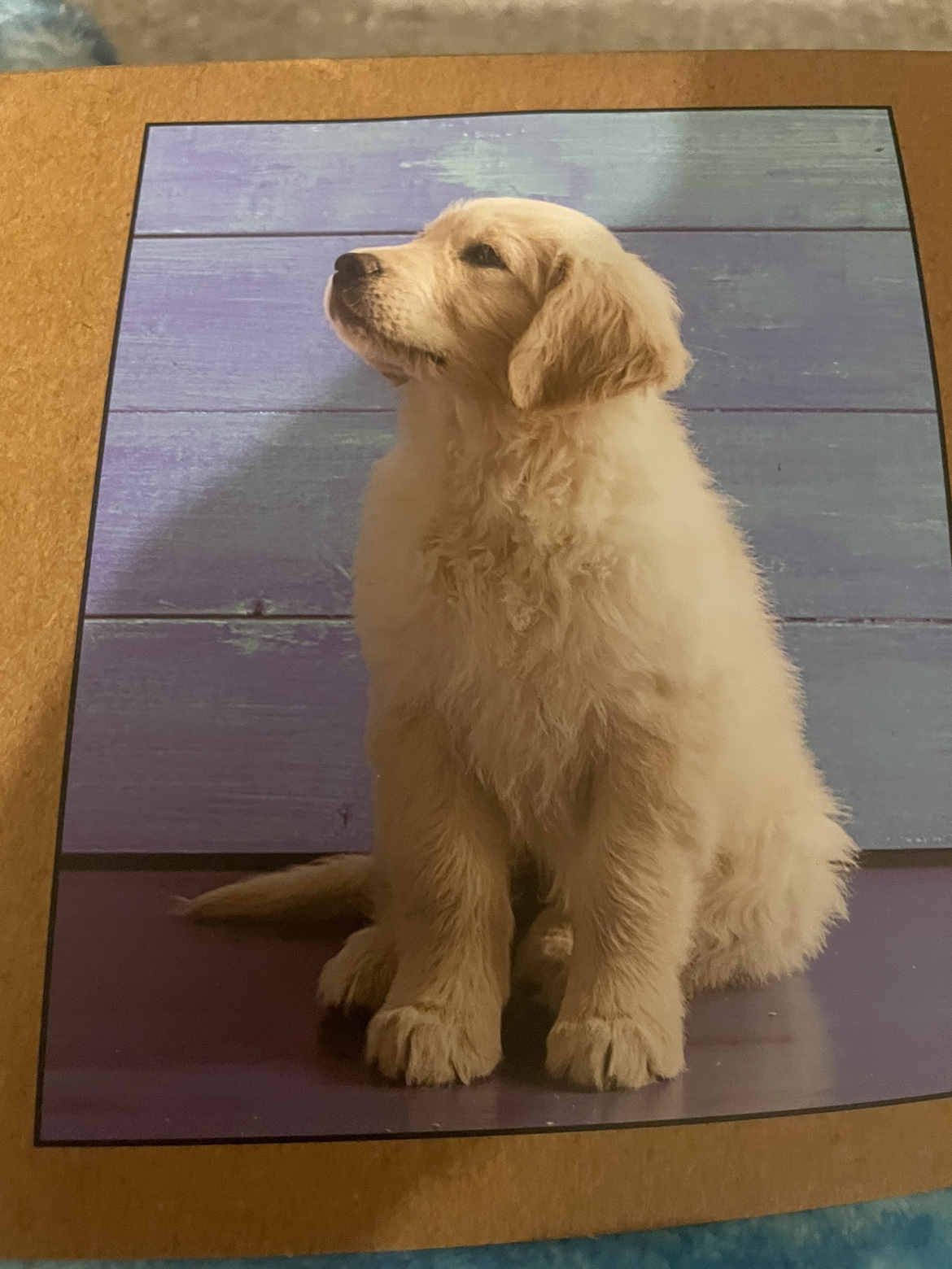 Soft and comfy brand new mink blanket with retriever on it image indicator(3)