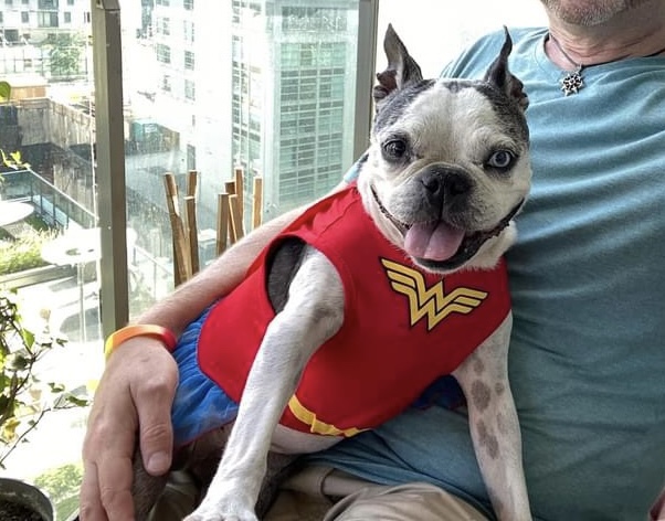 Free WonderWoman Costume to a Boston Terrier - photo 3