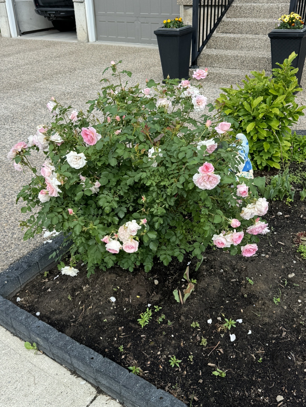 Selling Rose bush