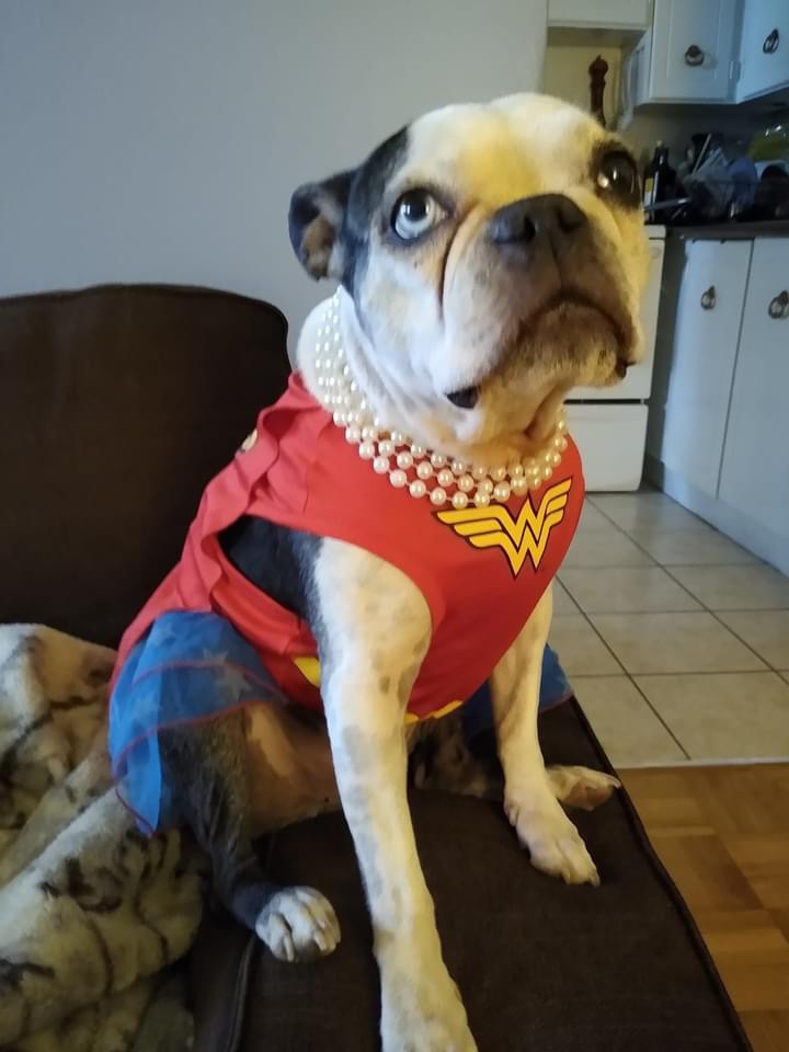 Free WonderWoman Costume to a Boston Terrier