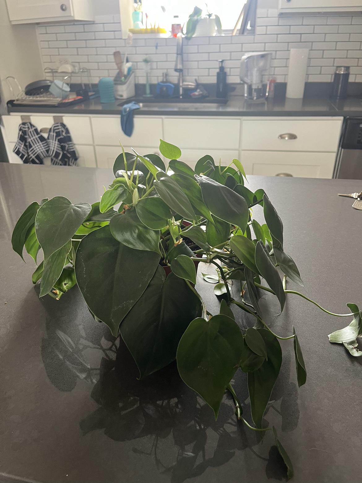Heartleaf Philodendron Plant