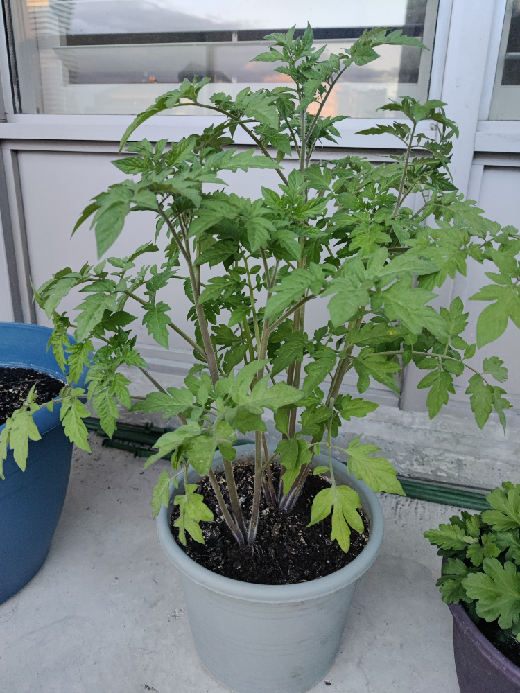 🧡Tomato plant🧡