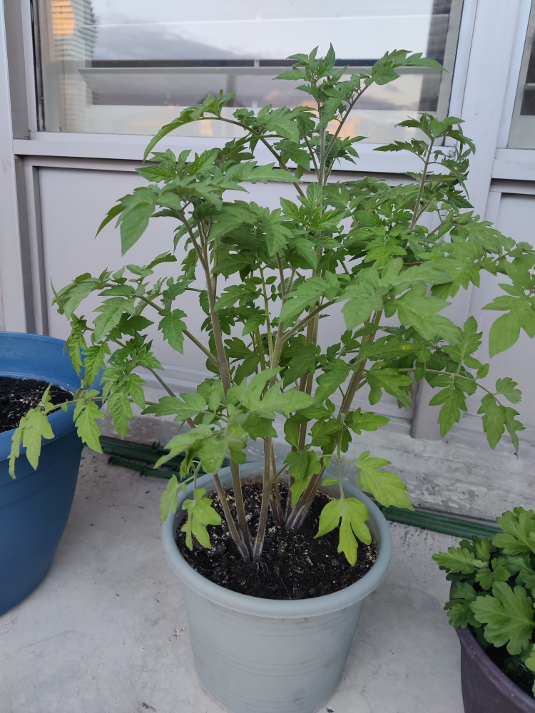 🧡Tomato plant🧡 - photo 2