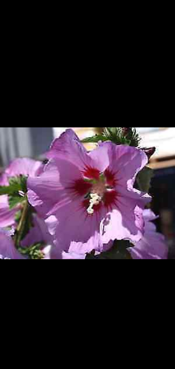 Rose of Sharon shrubs image indicator(2)