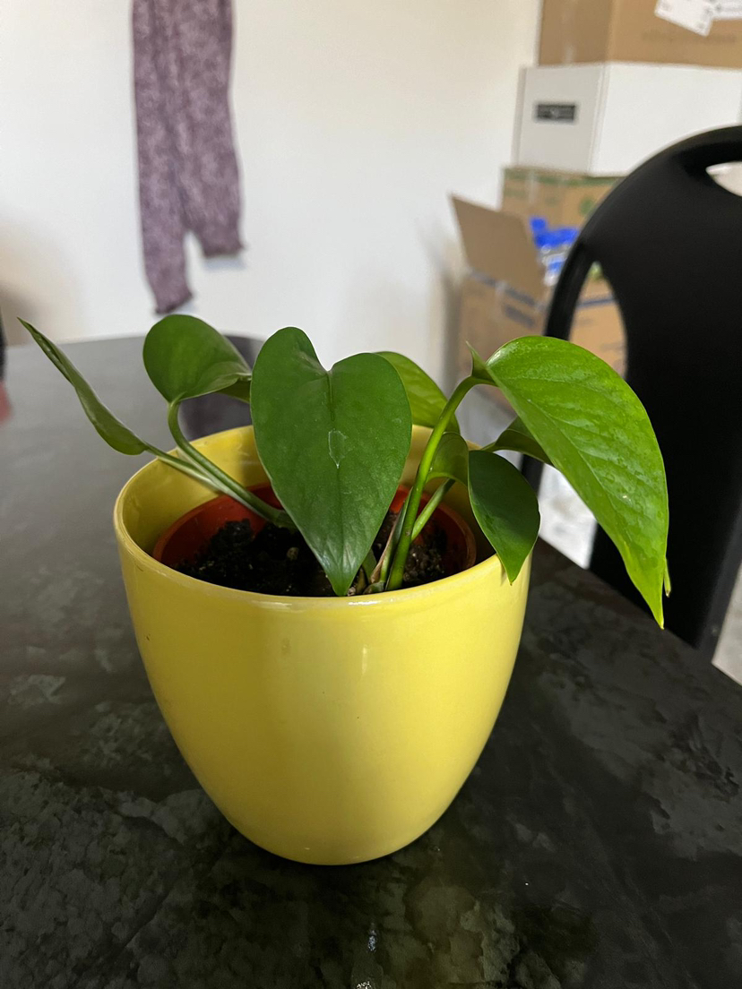 Green and marble pathos (money plant) image indicator(9)