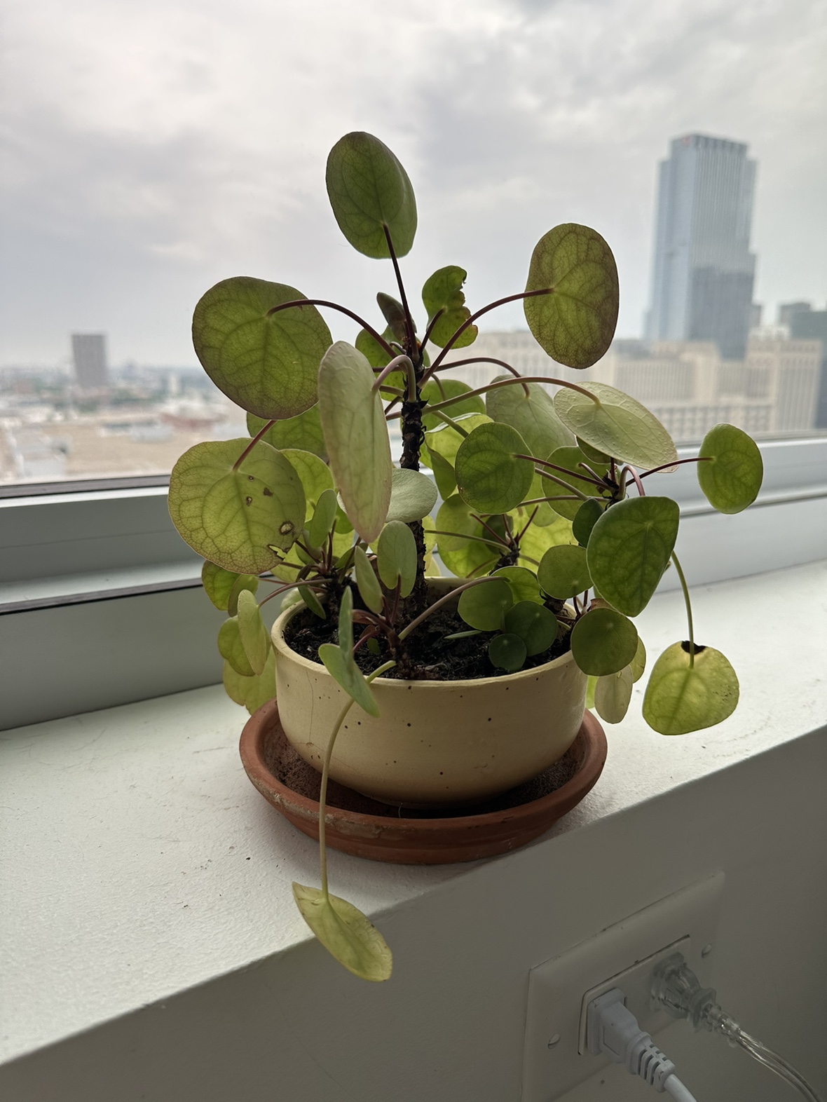 Pilea Chinese Money Plant in Handmade Pot - photo 2