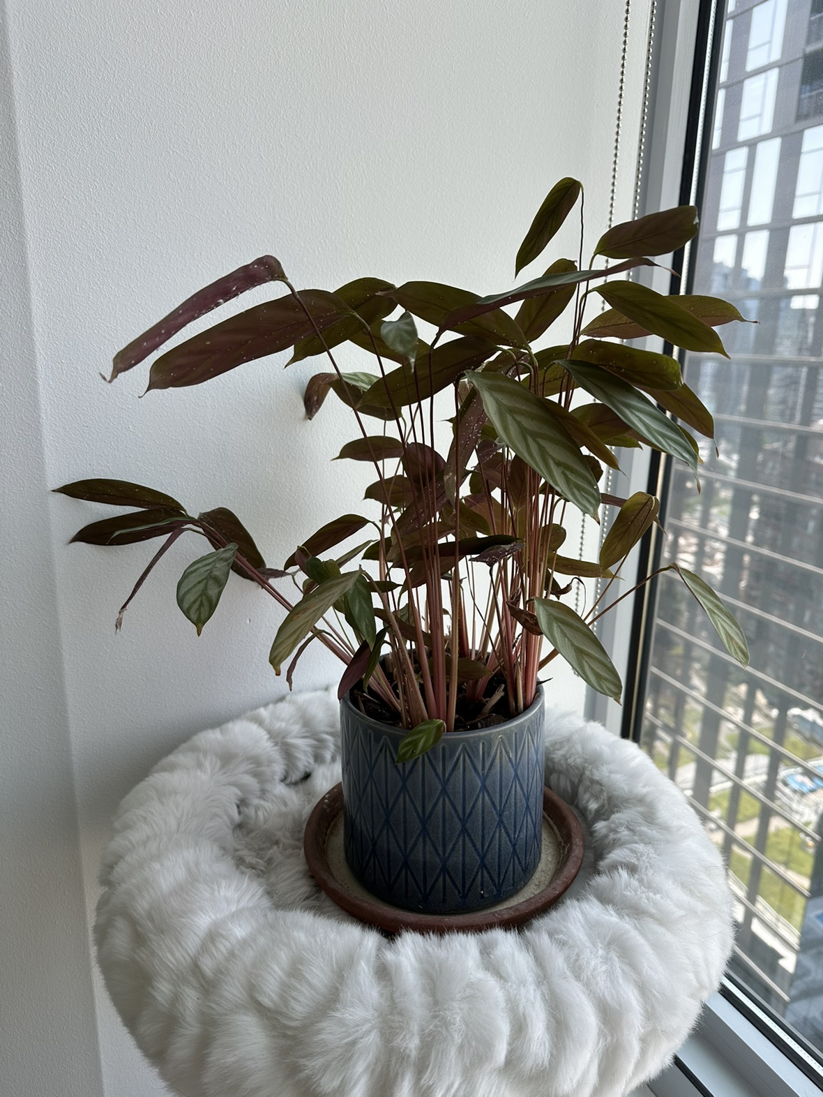 Calathea Plant in Ceramic Planter - photo 3
