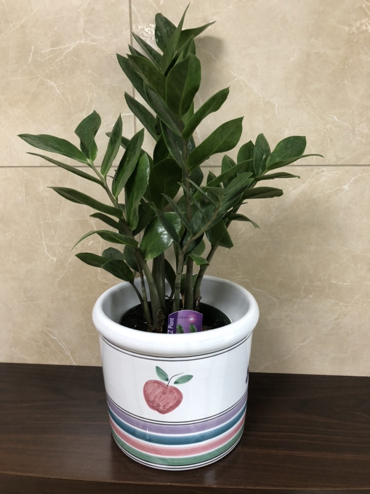 6” zz plant $20, add cover pot $25 thumbnail