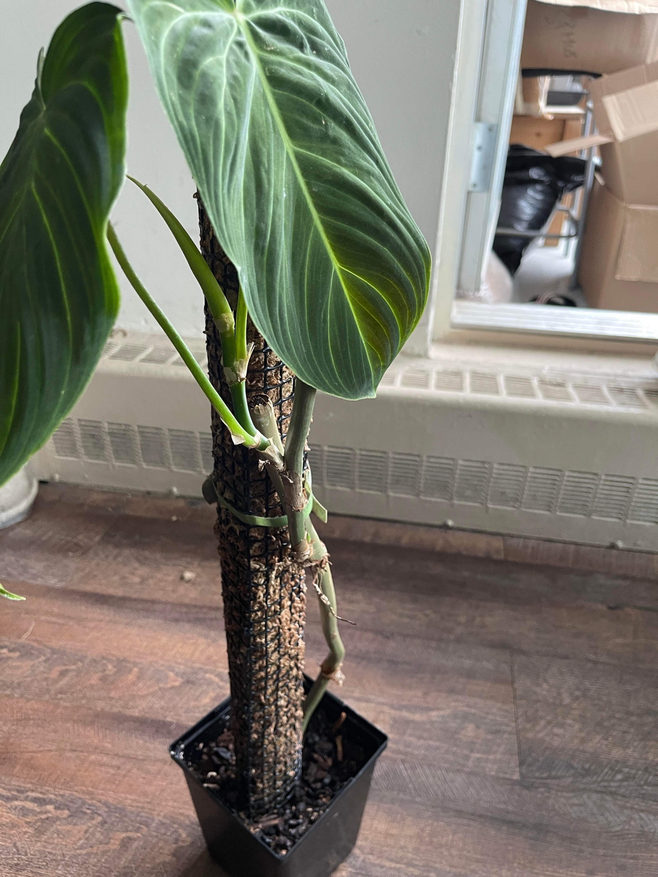 Philodendron Splendid on a moss pole thumbnail