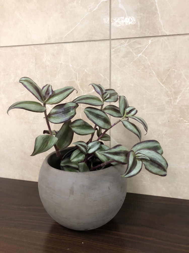 3.5” Tradescantia zebrina $5, add cover pot $8 thumbnail