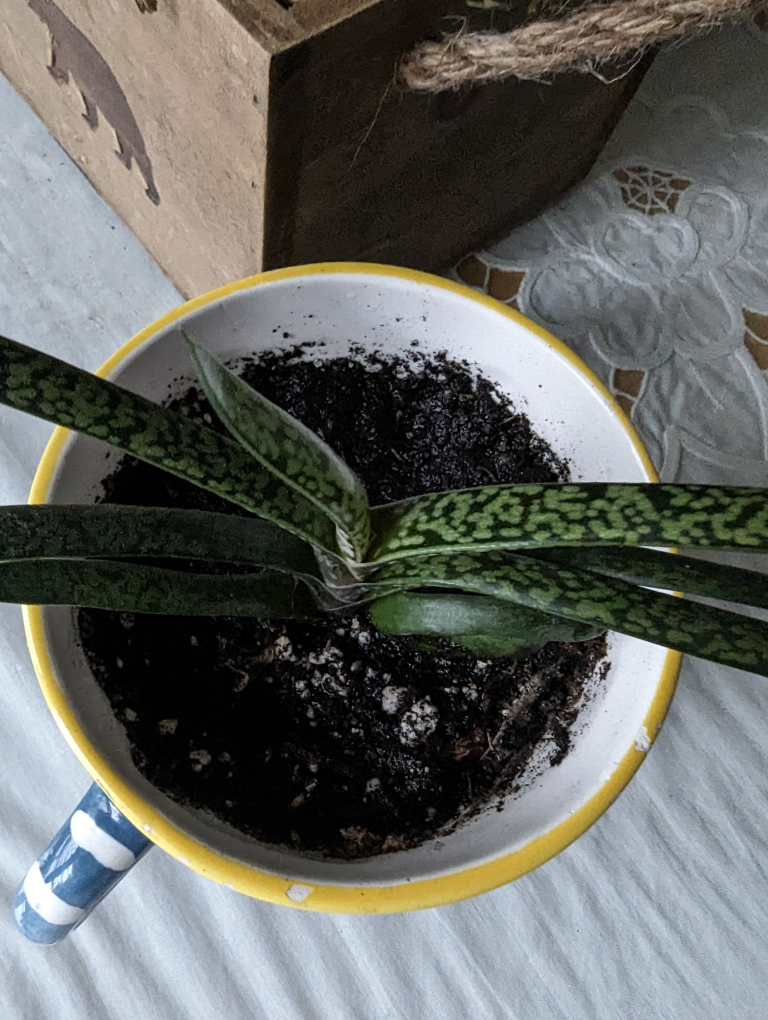 🧡 succulent plant in a cup image indicator(2)