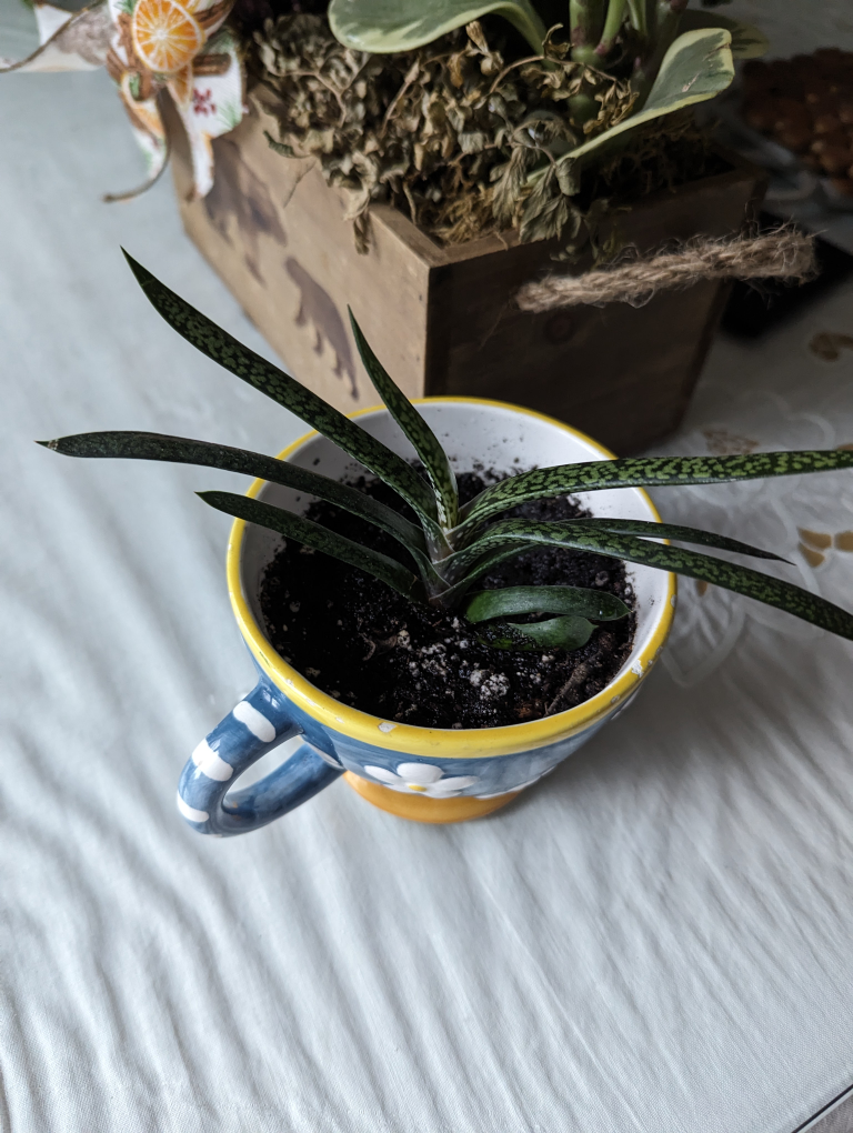 ���🧡 succulent plant in a cup image indicator(3)
