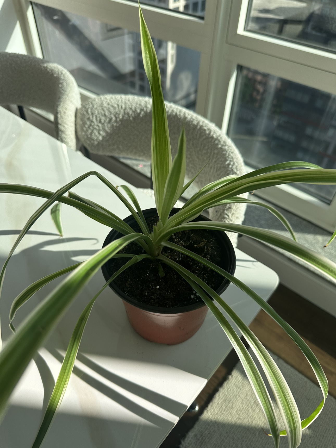 Spider plant - 5 inch pot - photo 2