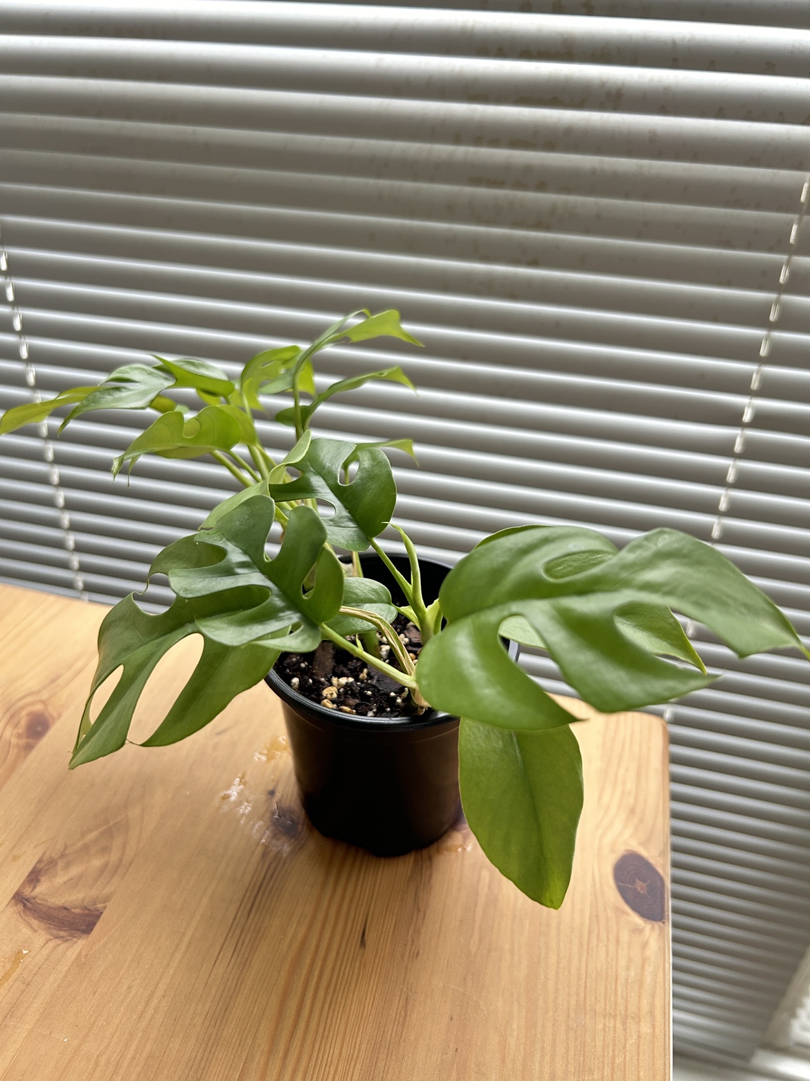 Rhaphidophora Tetrasperma (mini monstera) 2 - photo 3