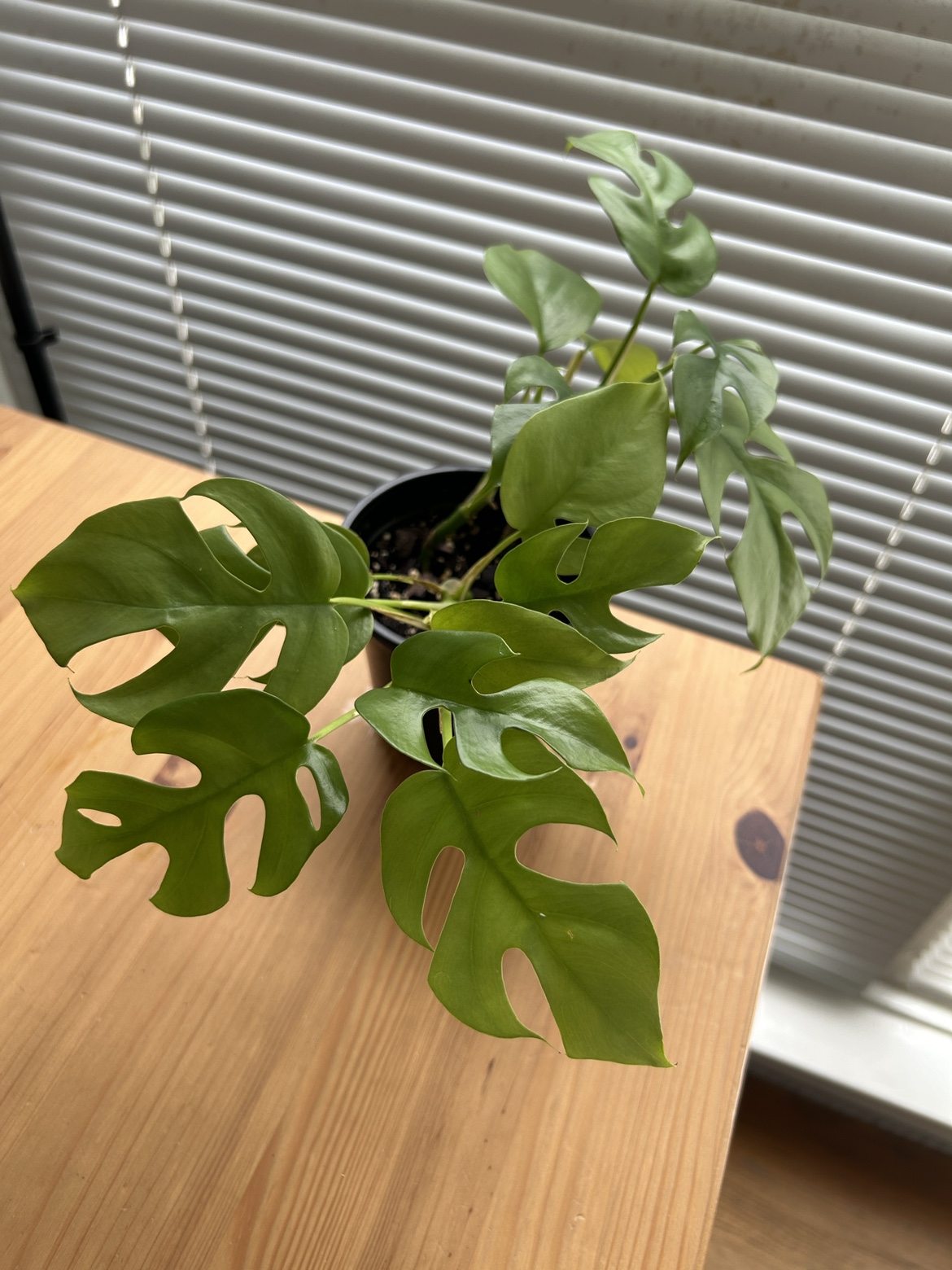 Rhaphidophora Tetrasperma (mini monstera) 2 - photo 2