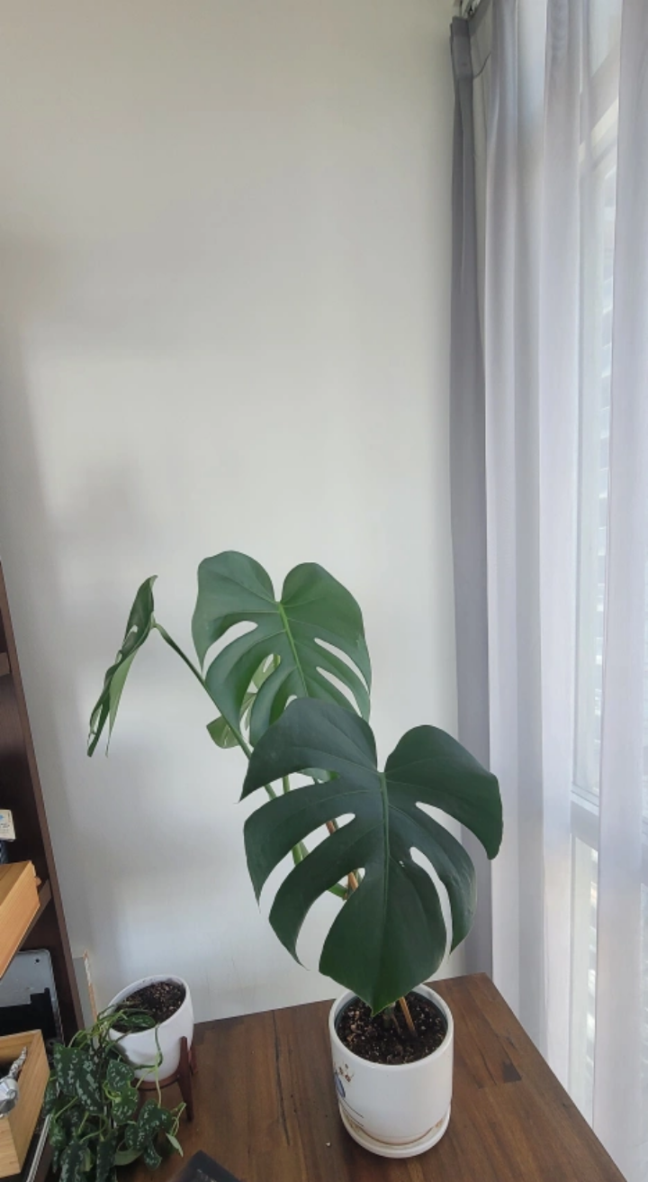 6" Monstera Deliciosa  - without planter - photo 3