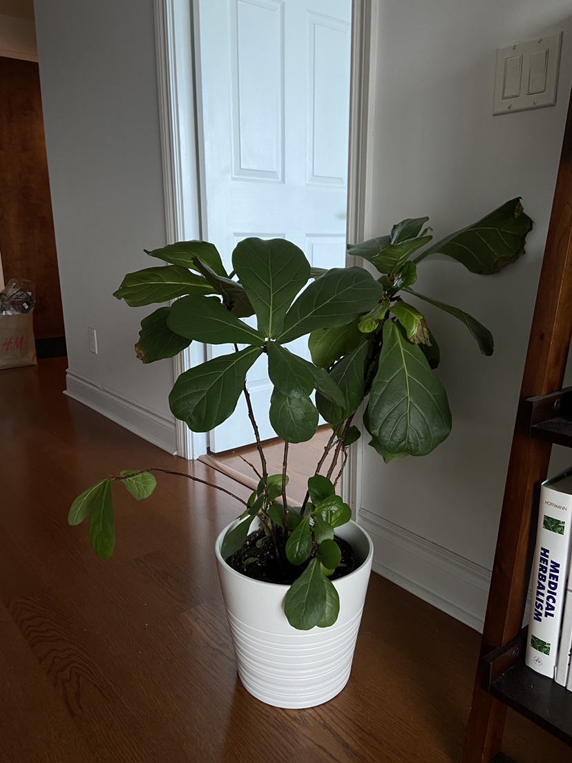 Fig plant thumbnail