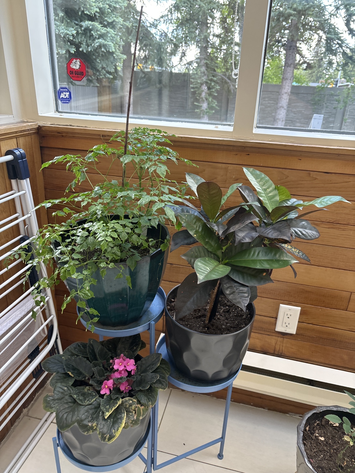Plants