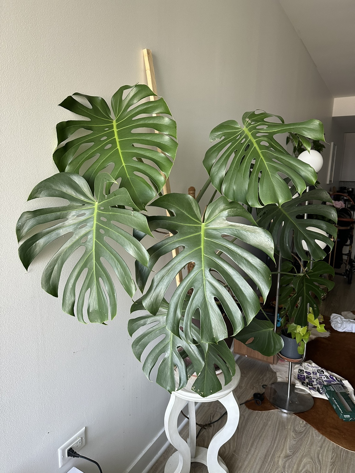 Large Mature Monstera Deliciosa thumbnail