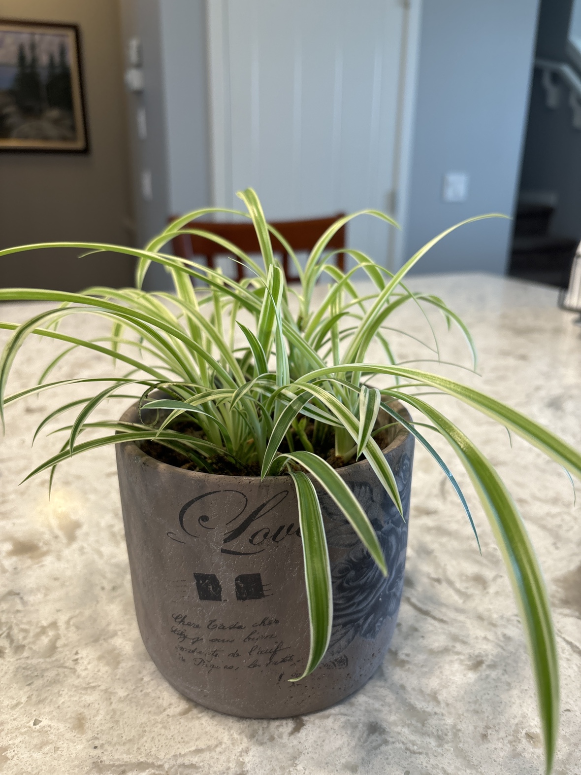 Spider plant