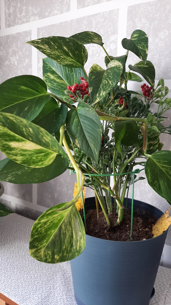 health marble pothos with pot and decorations thumbnail