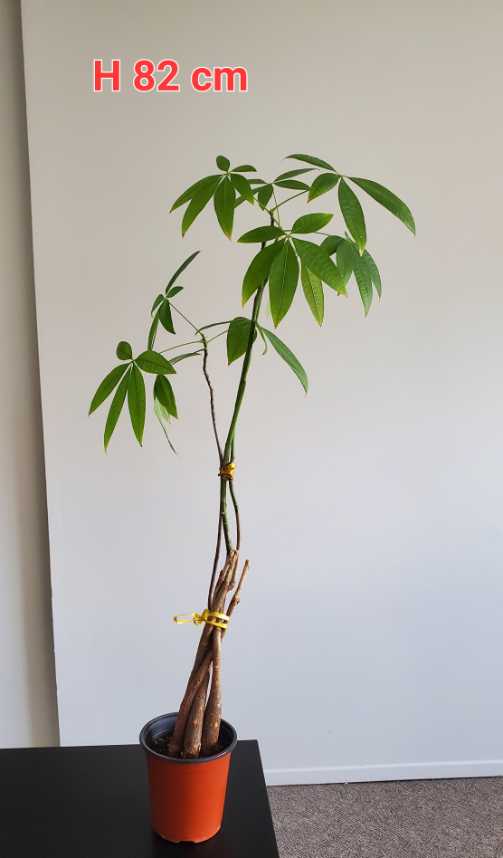 🧡 Plant 🪴Money Tree (Pachira aquatica)