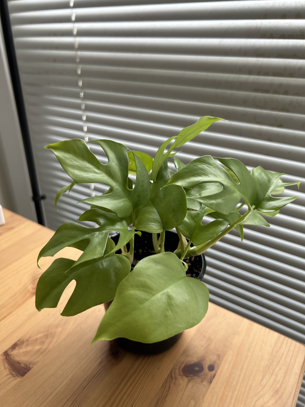 Rhaphidophora Tetrasperma (mini monstera) - photo 3