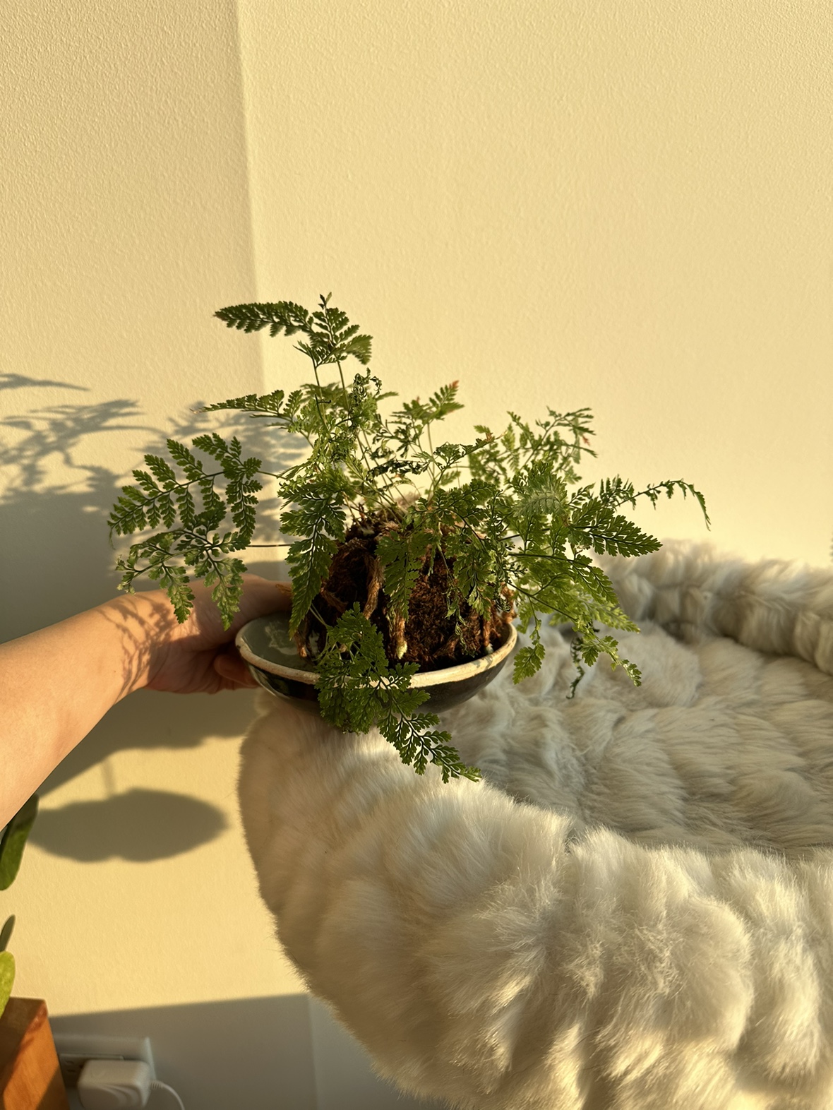 Japanese Moss Ball Kokedama Plant