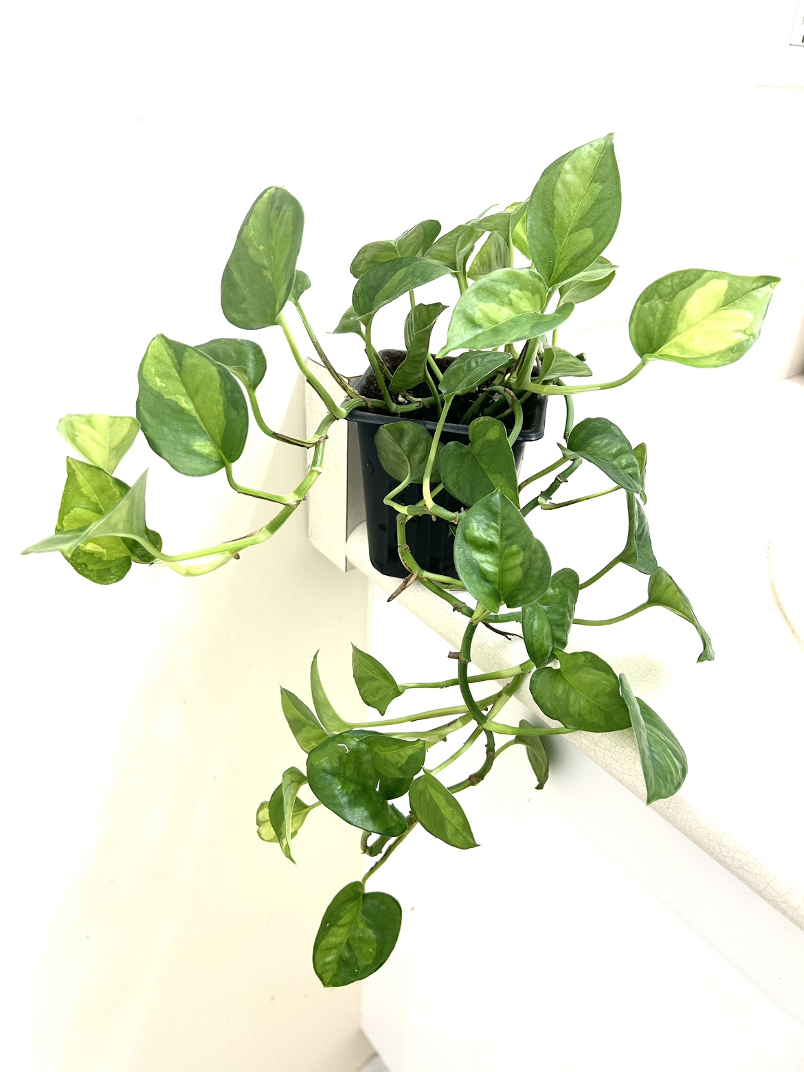 Rare Global Green Pothos