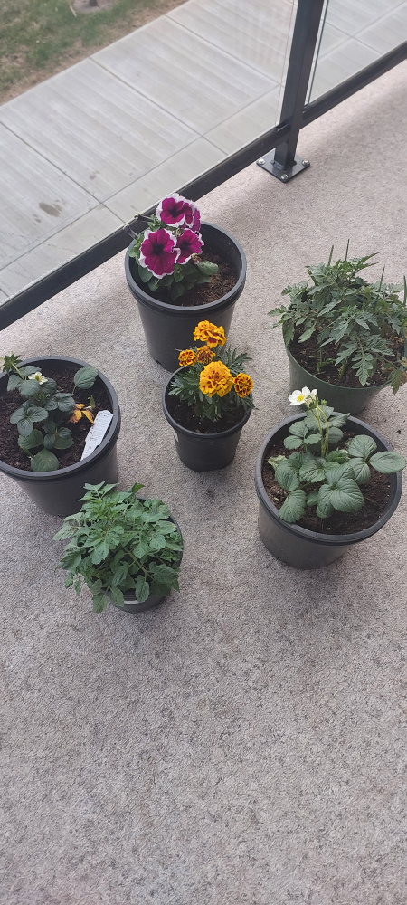 strawberries and tomato plants - photo 2