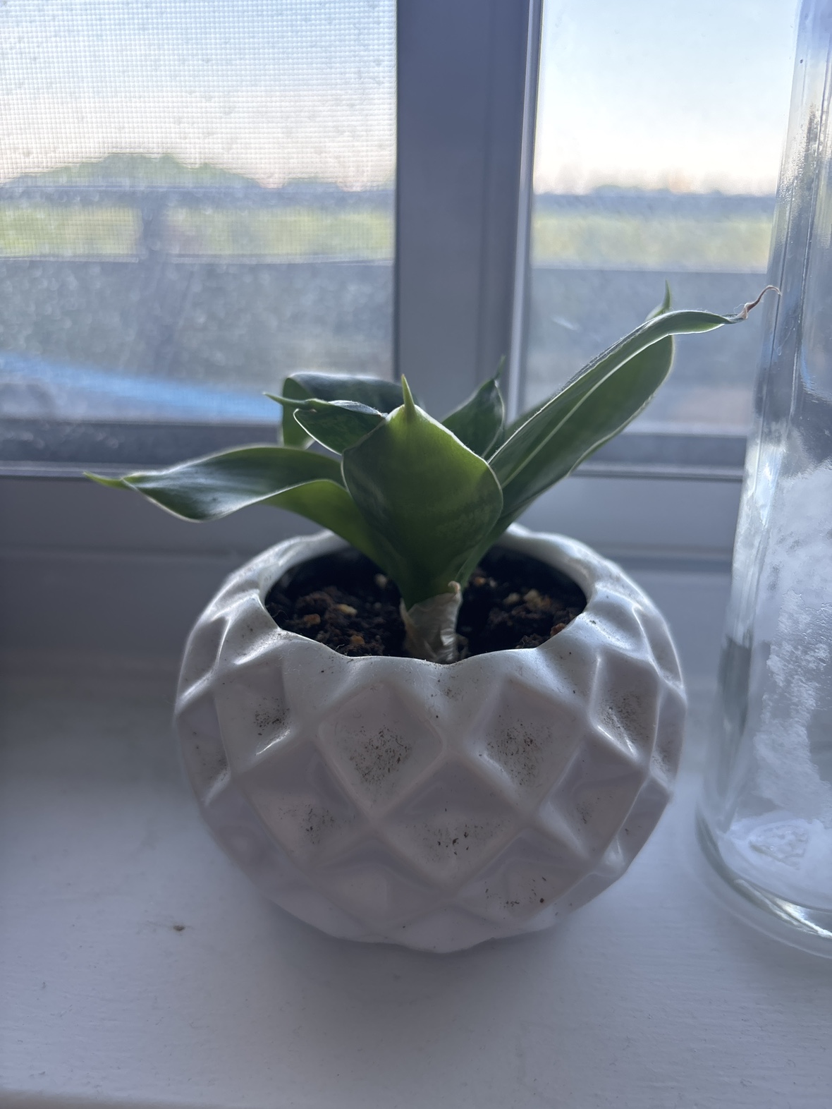 Baby Snake Plant
