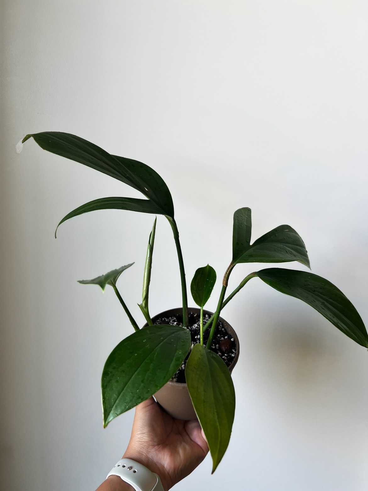 Houseplant 🪴 Rhaphidophora Decursiva 🧡 image indicator(2)