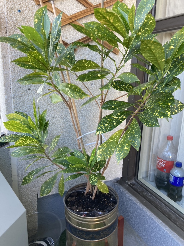 Croton Gold Dust indoor plant. Best offer thumbnail