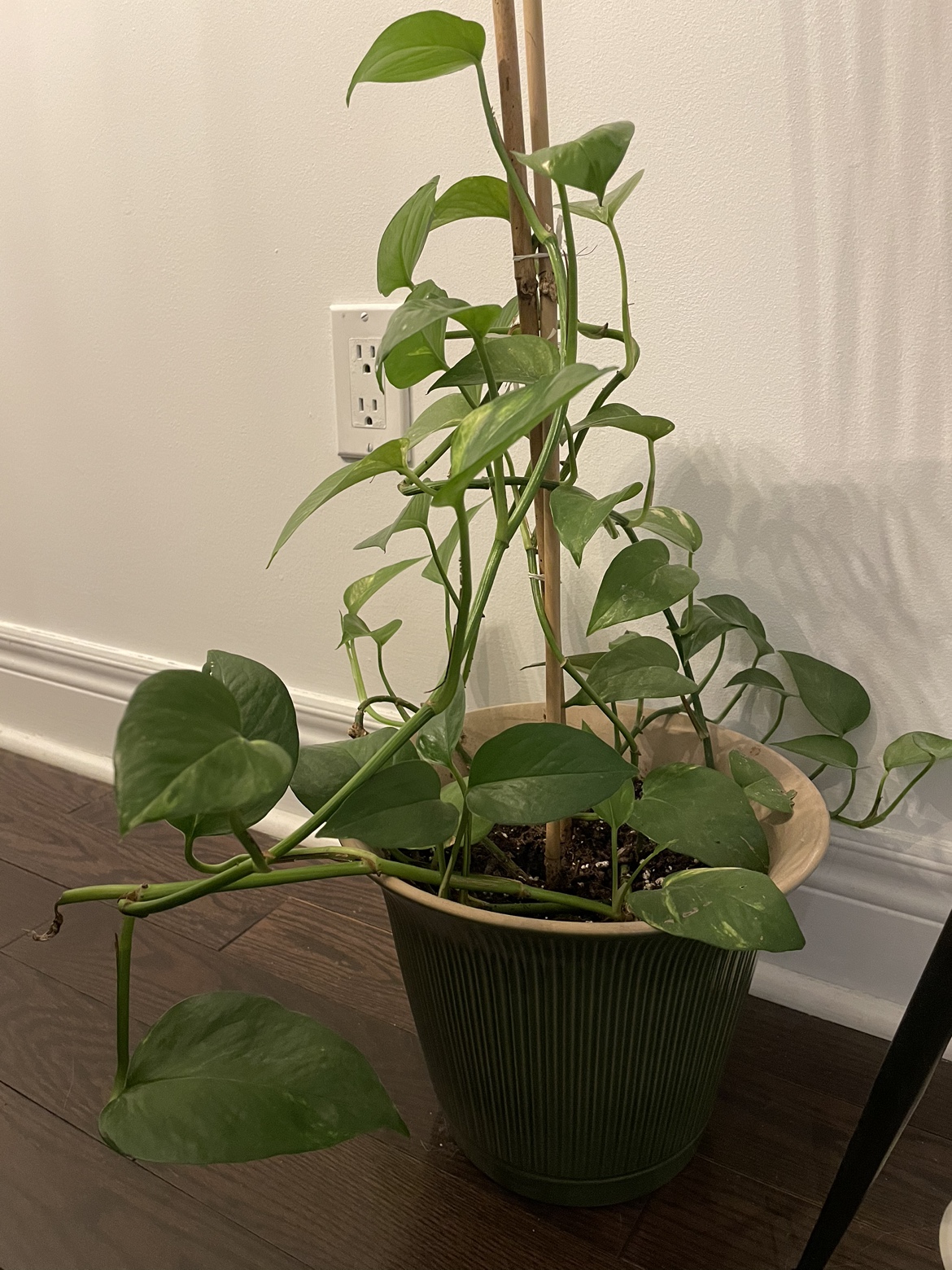 Indoor plant with planter image indicator(3)