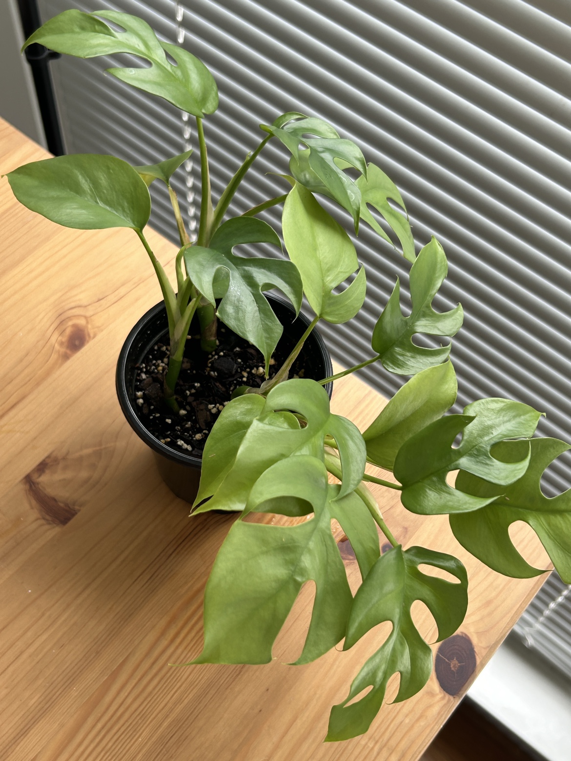 Rhaphidophora Tetrasperma (mini monstera) 2
