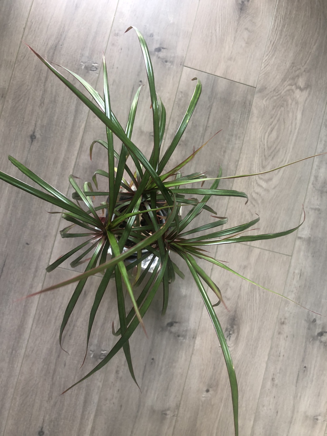 **Dragon Tree (Dracaena marginata) Plant** - photo 3